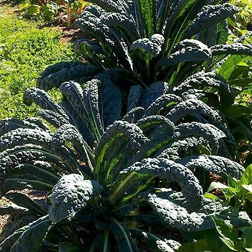 Römersalatsamen, 200 Stück/Beutel, Römersalatsamen, einfach wachsend, erfrischend, mehrjährig, ertragreich, Gemüsesamen, Blumen, Obstbäume, Gemüsesamen Römersalat Samen