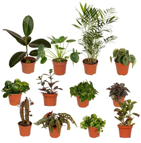 La Green Touch - Box - 10 plantes d'intérieur dépolluantes - Plante d'intérieur - Pot 12cm, Hauteur 30 cm
