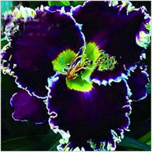 Seltene Taglilien mix Mehrjährige,Schnell-Wachsend,Seltene,Winterhart Mysteriöse Magische Glühbirne,farbenfrohe Blumen.-5Pcs-A