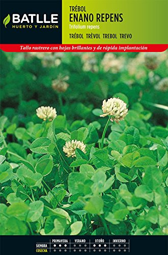 Trebol blanco (repens enano)