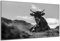 DARO Design - Wand-Bild auf 6mm HDF 70x50 Kuh liegend schwarz weiß cm - Wand-Deko Bilder Geschenk