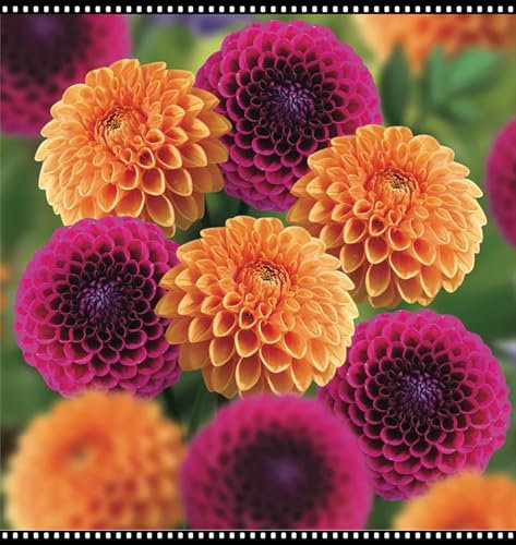 Dahlien Knollen Winterharte MehrjäHrig, Romantische Dahlie,Gartenzwiebeln, Winterhart zwiebeln, Winterhartes Pflanzen,Dahlien Knollen Groß, Dahlia Pompon-2 Zwiebeln-D