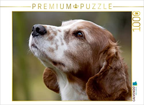 CALVENDO Puzzle Welsh Springer Spaniel | 1000 Teile Lege-Größe 64 x 48 cm Foto-Puzzle für glückliche Stunden