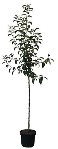 Apfelbaum Grüner Boskoop Winterapfel Bratapfel Halbstamm 150-170 cm 10 L Topf Unterlage M7