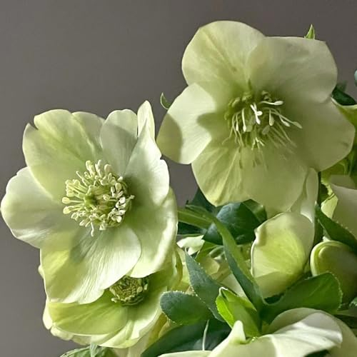 50 pcs christrosen pflanzen winterhart samen, bienenweide saatgut, pflanzen garten christrose, Helleborus thibetanus, wildblumenwiese saatgut mehrjährig, seed wildblumensamen, balkon
