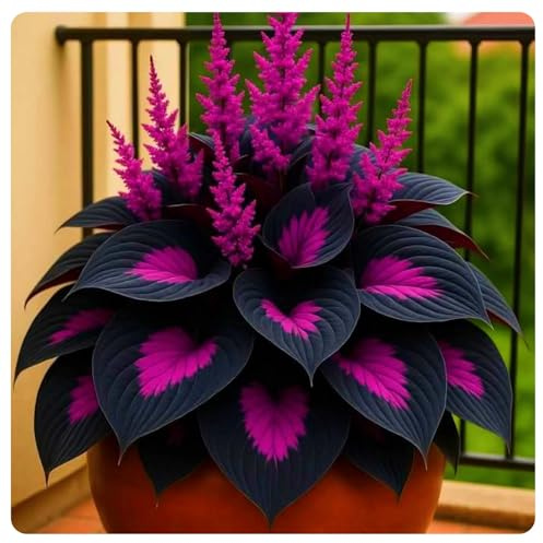 Hosta,Perfetto per i bordi-Garden,capolavori in vaso eleganti,hosta in vaso,Sorprendente-pali da giardino premium,eleganti,Rizoma Di Hosta.-4lampadine-D