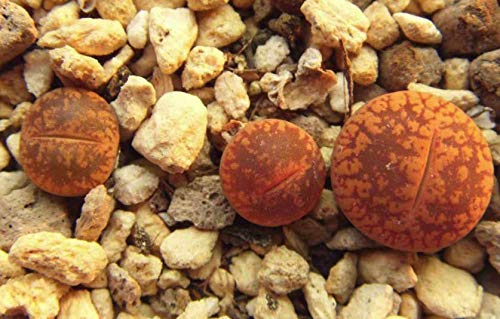 Portal Cool Lithops Karasmontana V Tischeri, lebendiger Stein, seltener Sukkulente, 10 Samen