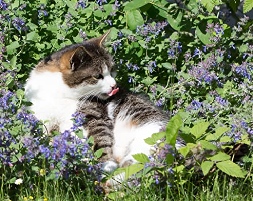 Gardenox Katzenminze Samen Echte Katzenminze (Citralfrei) 3000 Samen Nepeta cataria Zieht Katzen magisch an Teepflanze für Topf und Garten