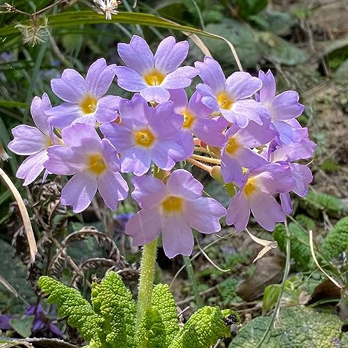 50 Stücke Primeln Samen, Geschenke Für Gartenfreunde Primeln Pflanzen Im Topf Balkonpflanzen Frühlingsblumen Winterfeste Pflanzen Für Balkon Gartendeko Für Draußen, Gärtner Geschenke