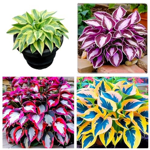 Hosta/Hosta pianta in vaso/Hosta pianta bulbo-Piante perenni resistenti,Adatto per la piantumazione del giardino-C-4 bulbi