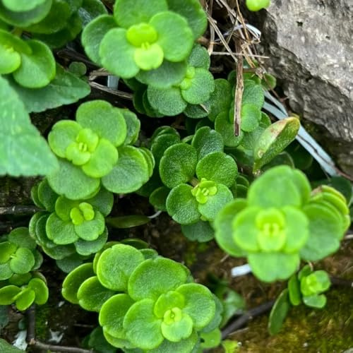 sedum winterhart - sukkulenten deko garten garden dachbegrünung dekopflanzen exotische 500samen