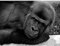 Wee Blue Coo Gorilla Ape Black White Portrait Art Print Poster Wall Decor Kunstdruck Poster Wand-Dekor-12X16 Zoll
