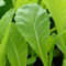Reyes Semillas - Oriental - China mostaza verde en la nieve (Brassica juncea var multiceps) - 200 semillas