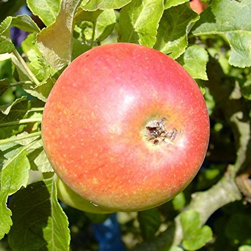 Apfelbaum Alkmene allergikergeeignet schwach wachsend Apfel Buschbaum 110-140 cm 10 Liter Topf M 26