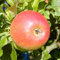 Apfelbaum Alkmene allergikergeeignet schwach wachsend Apfel Buschbaum 110-140 cm 10 Liter Topf M 26