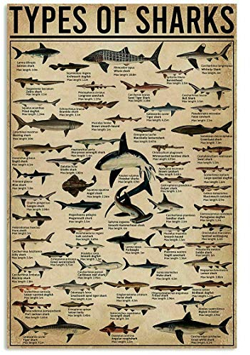 BCTS Types Of Sharks Portrait Poster Poster Hot Trend Vintage Wall Art Decor Metal Sign Poster 8x12 inches