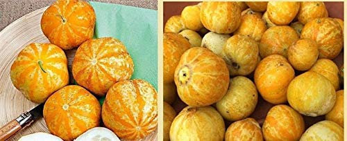 Stk - 15x Apfel Gurken Exotisch Gemüse Pflanzen - Samen A183 - Seeds & Plants Shop by Ipsa