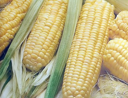 30 Samen Zwerg Zuckermais Mais sehr süße Körner auch für Popcorn