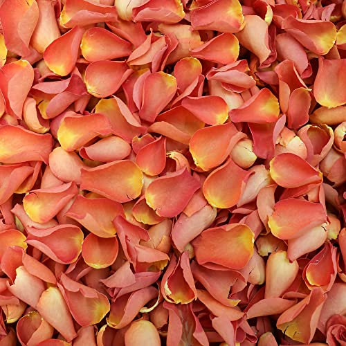 Petals and Roses Freeze Dried Rose Petal Confetti | Natural & Biodegradable for Weddings, Burnt Orange, 2 Litres
