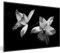 MuchoWow Poster encadré Deux fleurs d'orchidée - noir et blanc Tableau deco avec cadre 30x20 cm affiche decoration murale