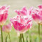 6 Pcs Tulpenzwiebeln, Tulpen Zwiebeln Winterlinge Zwiebeln Winterhart Mehrjährig Wildtulpen Zwiebeln, Balkon Blumen, Hydrokultur Pflanzen Frühlingsblüher Zwiebeln, Geschenke Für Gartenfreunde