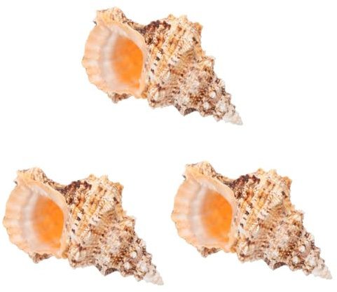 Garneck Lot De 3 Coquillages Naturels pour Décoration Daquarium