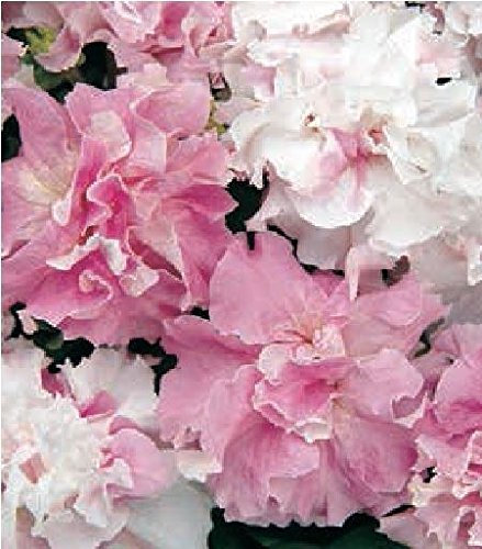 JustSeed - Flower - Petunia - Double Pirouette Orchid Mist - 30 Pelleted Seeds