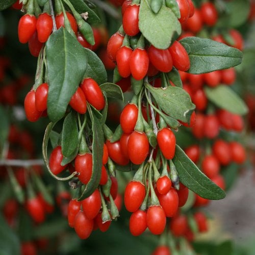 Goji-Beere, Vitaminbombe und geheimnisvolle Kraft aus Tibet, 10 Samen,winterhart