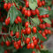 Goji-Beere, Vitaminbombe und geheimnisvolle Kraft aus Tibet, 10 Samen,winterhart