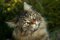 hansepuzzle 74512 - Katze Puzzle 2000 Teile | Tierwelt Puzzle mit hochwertiger Puzzle Aufbewahrung: Kartonbox und Wieder verschließbarem Beutel | Puzzle-Maße: 90 x 60 cm