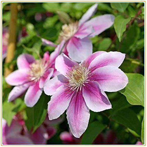 Clematis armandii | Bouquet di Fiori decorazione da giardino decorazione/piante esotiche facili da piantare/alte-6bulbi,C