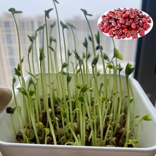 600 piezas Semillas de frijol rojo Semillas vegetales (Brotes de frijol rojo) Semillas de hortalizas, macizos de hierbas, plantas en macetas, resistentes al invierno, perennes Semillas