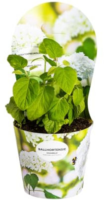 Ortensia forestale – Ortensia arborescens Annabelle Ø 19 cm – 30 – 40 cm