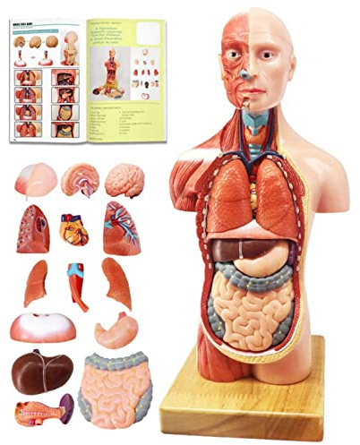 Human Body Model, 15 Stück Abnehmbares 11 Zoll(28cm) Human Torso Anatomie Modell Mit Herz Kopf Schädel Gehirn Skelett Modell, Alter 4+, Vorschule Ausbildung Display