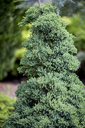 Juniperus procumbens 'Nana' 40 cm Stammhöhe - Kriech-Wacholder, immergrün, ideal für Steingärten und Bonsai, pflegeleicht und winterhart