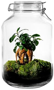 Gaia Bonsai – Selbstversorgendes Flaschengarten mit eleganten Bonsai-Bäumen und lebendigem Moos im klassischen Topf-Design