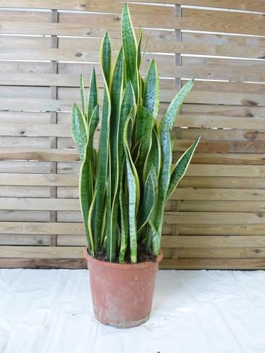 [Palmenlager] XL Sansevieria laurentii 100 cm - 24 cm Ø Topf - Bogenhanf - Schwiegermutterzunge/Zimmerpflanze