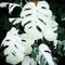 100 semi di pianta Monstera bianca