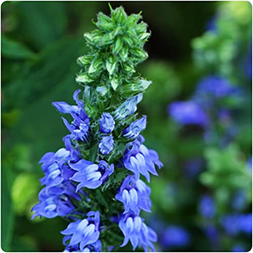 Lobelia Siphiltica Blue Cardinal Flower x 5 Plug Plants by Growtanical