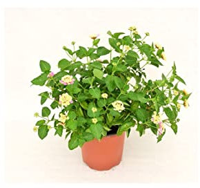 Pianta Lantana Camara - Dimensione Vaso Vaso 18cm, Colori Disponibili Mix Colori