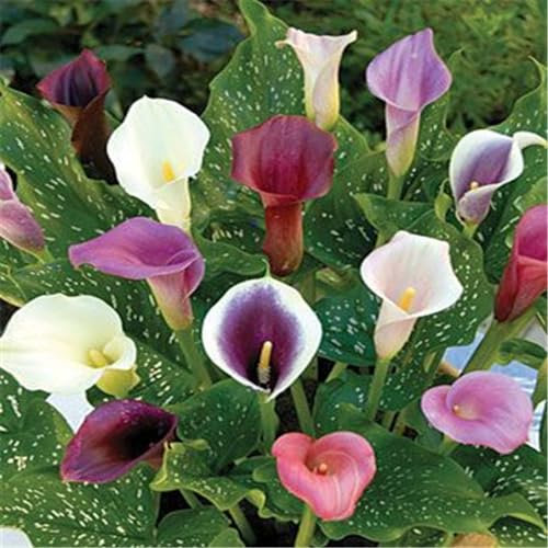 Calla knollen,calla winterhart mehrjährig, Balkondekoration, Hochzeitsblumen, Schnittblumen, können gut in Töpfen wachsen-8zwiebeln-A