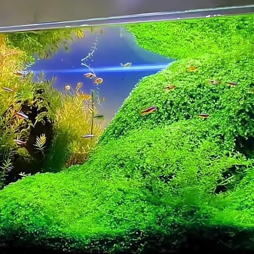 semi acquatici resistenti, resistenti, Las de giardino sono semi di acquario all'esterno, 400pcs