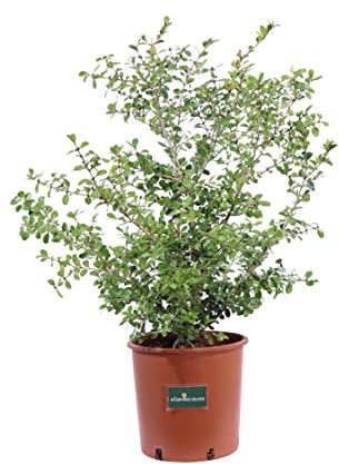Pianta di Bosso Sempervirens Rotundifolia pianta di Buxus pianta da giardino pianta ornamentale di Bosso pianta vera di Bosso venduta da eGarden.store (Buxus Sempervirens Rotundifolia vaso 24)