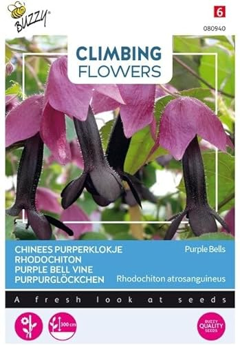 Buzzy Climbing Flowers, Rhodochiton Purple Bells
