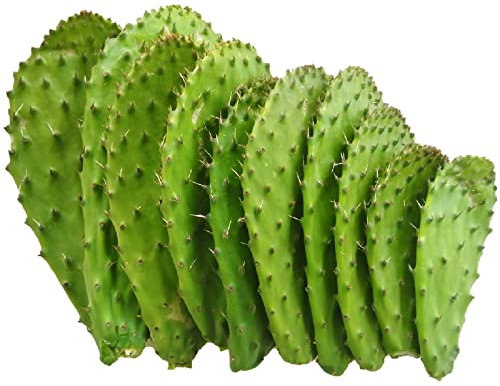 1kg Pale fico d'india fresche per cucinare commestibili nopal - O. ficus indica