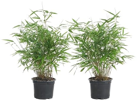 Bloomique - Lot de 2 - Fargesia Rufa - Bambou - Non traçant - Rustique - Persistant - Plantes de jardin - Hauteur 40-60 cm - Pot 17 cm