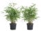 Bloomique - Lot de 2 - Fargesia Rufa - Bambou - Non traçant - Rustique - Persistant - Plantes de jardin - Hauteur 40-60 cm - Pot 17 cm
