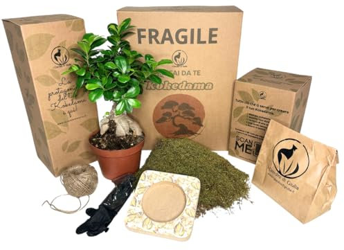 I Giardini di Giulia | Kit Fai Da Te Kokedama Ginseng | Ficus con Muschio Naturale, Substrati e Base Inclusa | Perfetto per Decorazioni Naturali e Fai da Te