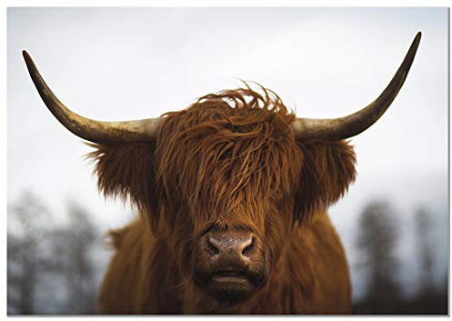 Panorama Aluminiumbild Kuh 100x70 cm - Gedruckt auf Alu Dibond Weiß - Tiere Bilder