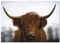Panorama Aluminiumbild Kuh 100x70 cm - Gedruckt auf Alu Dibond Weiß - Tiere Bilder